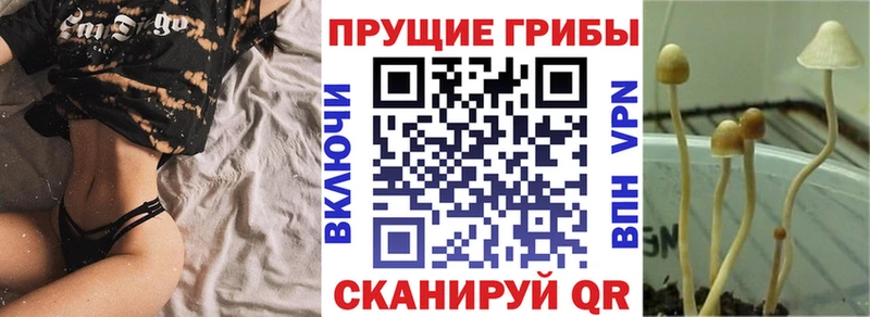 где можно купить   Миасс  Псилоцибиновые грибы прущие грибы 